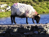 fino ad arrivare alle immancabili presenze di chi da sempre si gode quei meravigliosi verdi spazi