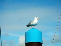 Poi, quando il gallo cantava per dare la sveglia (o chi per lui, giacchÃ© in mare occorre adattarsi con ciÃ² che si ha)jpg