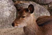 assorti nei propri pensieri