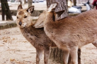 senza preoccuparsi troppo di chi gli gira attorno a fare fotografie