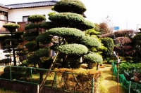 Il bonsai piÃ¹ grande del mondo