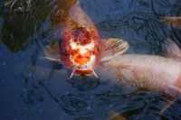 a godersela, oltre allâ€™affollamento di turisti, câ€™Ã¨ anche un affollamento di pesci