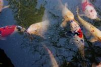 un grande affollamento