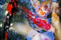 un incredibile affollamento