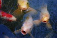 ...da lasciare a bocca aperta