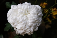 Una divagazione naturalistica