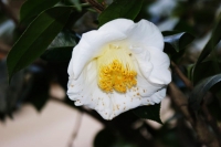 per questi incantevoli fiori