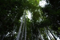 e per gli slanciatissimi alberi di bambÃ¹