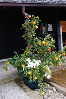 una generosa pianta di agrumi