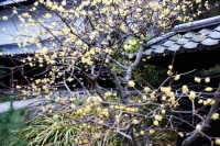 con la loro fioritura invernale