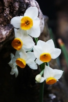 e di nuovo degli splendidi fiori