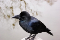 Magari Ã¨ un poâ€™ meno vero per qualche animale