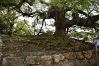 magari lo Ã¨ giÃ  di piÃ¹ per le piante piÃ¹ caratteristiche e scenografiche