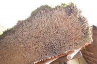 a osservare i particolari, come le cannucce di questo tetto