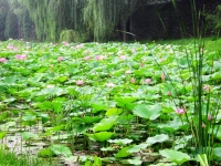 Il magnifico giardino di fiori di loto