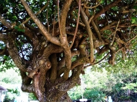 Anche la natura fa cose ardite