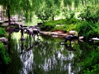 Tra i curatissimi giardini nel parco di Hangzhou