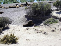 PenÃ­nsula ValdÃ©s, nel regno dei leoni marini