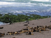 I leoni marini si rilassano in riva al mare, con un elefante marino che fa lâ€™intruso