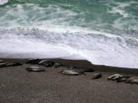 Lâ€™altra spiaggia con gli elefanti marini (tranne lâ€™intruso di prima che aveva sbagliato foto)