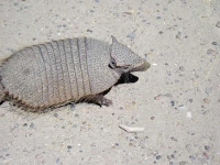 Il piccolo buffo cavaliere del deserto