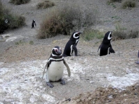 PiÃ¹ avanti sono di casa i pinguini