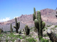 Campo di cactus