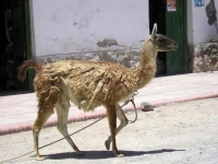 Incontri inaspettati per la strada