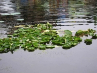 Fiori di loto sul lago di Srinagar