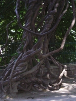 Arte naturale: monumento alla semplicitÃ 