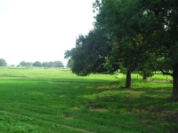 Verde a perdita dâ€™occhio nella sterminata campagna