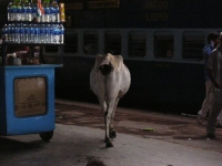 Vacche al binario del treno