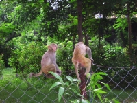 Scimmiette tra i giardini di Agra