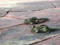 Scoiattolini in cerca di cibo dai turisti
