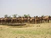 Affollamento di cammelli