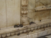 Le divinitÃ  venerate nel tempio