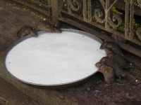 Unâ€™altra bella ciotolona di latte